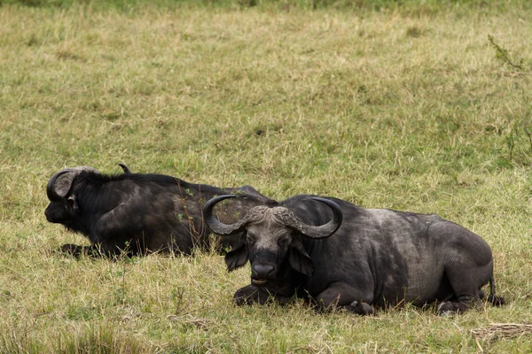 Buffalo en la Reserva Nacional Maasai Mara — Foto de Stock