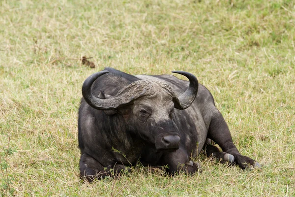 Buffalo in Maasai Mara National Reserve — Stock Photo, Image