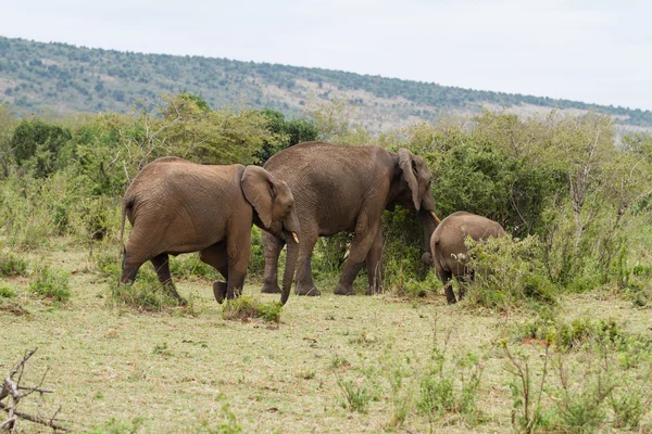 Família de elefantes na Reserva Nacional Maasai Mara — Fotografia de Stock