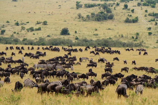 Gruppo di zebre con un branco di gnu — Foto Stock