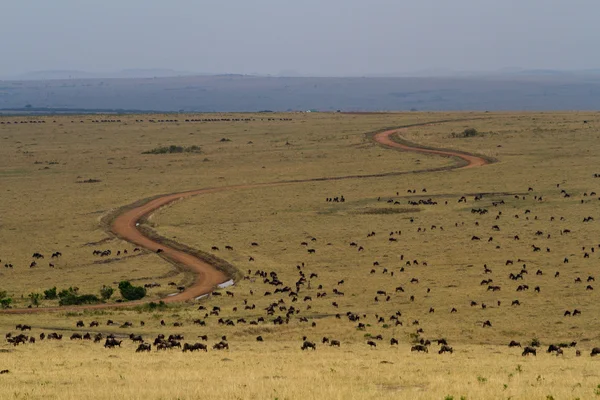 Massai-Mara-Nationalpark — Stockfoto
