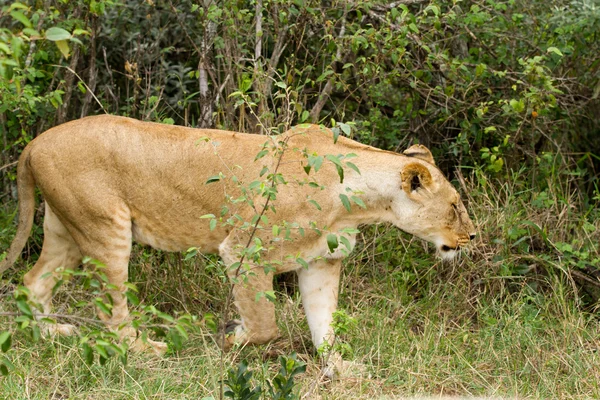 Lionne dans la réserve nationale Maasai Mara — Photo