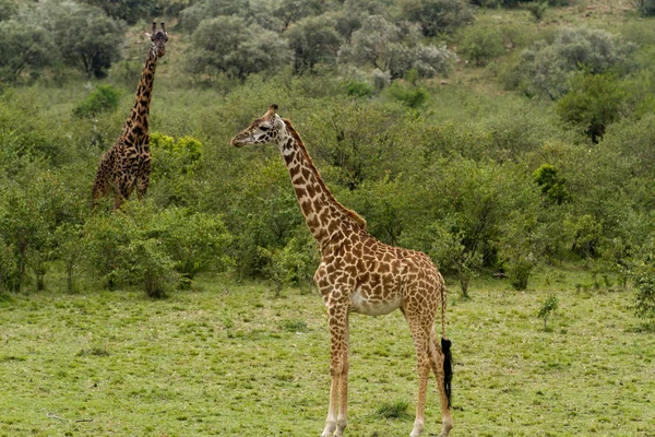 Žirafy v národním parku Lake Nakuru — Stock fotografie