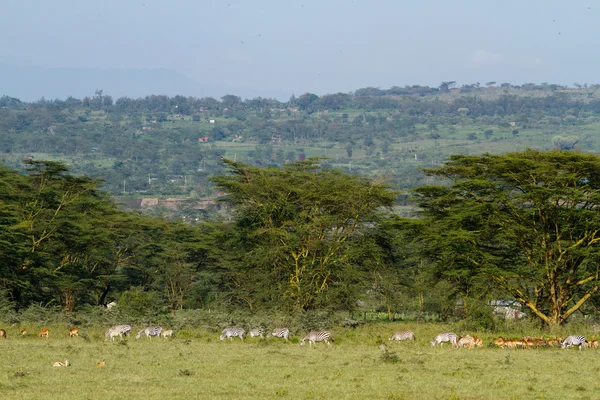 Vida selvagem no Lago Nakuru — Fotografia de Stock