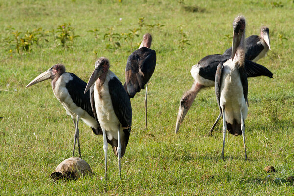 Marabou storks at  Lake Nakuru National Park
