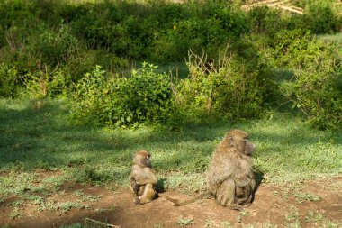 Babunlar Gölü Nakuru içinde