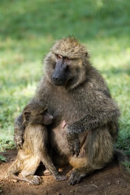 Babunlar Gölü Nakuru içinde