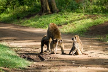 Babunlar Gölü Nakuru içinde