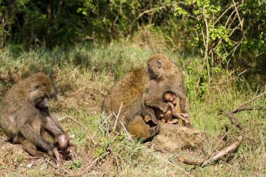 Babunlar Gölü Nakuru içinde