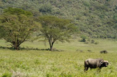Cape Buffalo Gölü Nakuru içinde