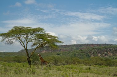 Zürafa Gölü Nakuru