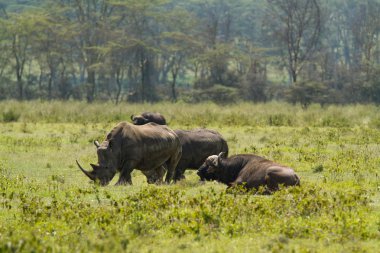 Gergedan, Gölü nakuru