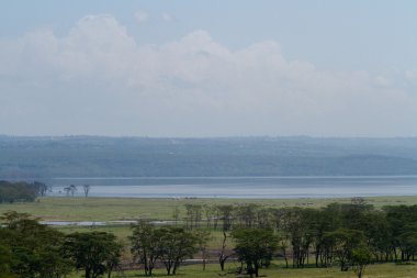 Gölü Nakuru, yaban hayatı
