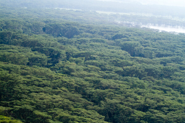 Wild life at the Lake Nakuru