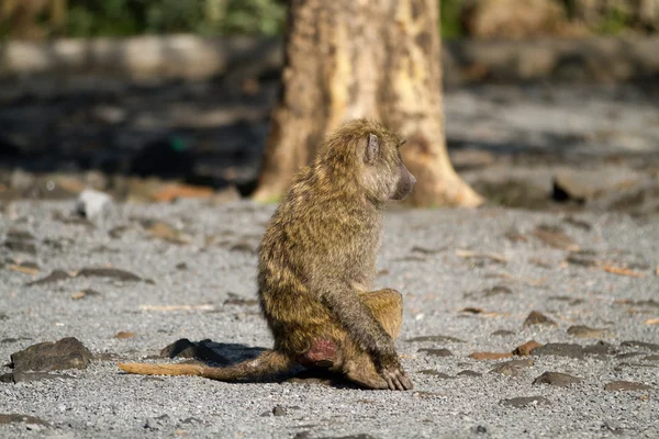 Babbuino nel lago Nakuru — Foto Stock