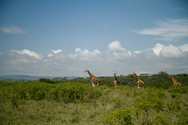 Jirafa en el lago Nakuru — Foto de Stock