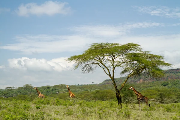 Jirafa en el lago Nakuru — Foto de Stock