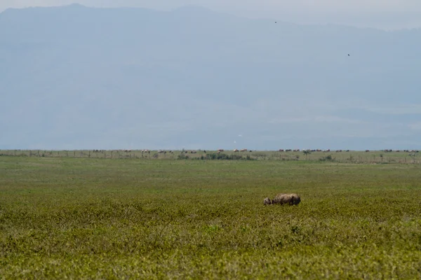 Wild leven op het Lake Nakuru — Stockfoto