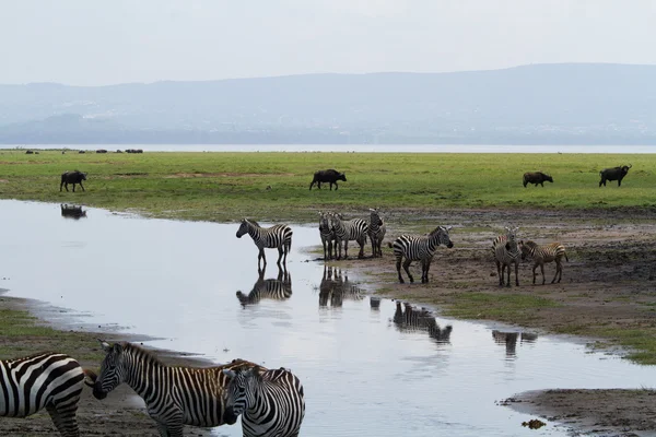 Zebre al lago Nakuru — Foto Stock