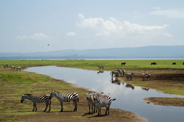 Cebras en el lago Nakuru — Foto de Stock