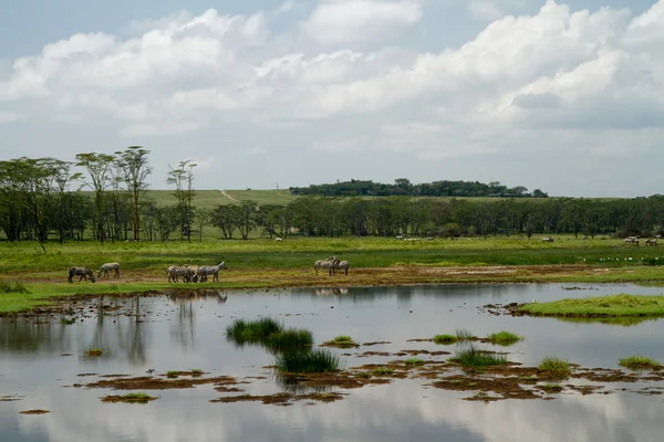 Vie sauvage au lac Nakuru — Photo