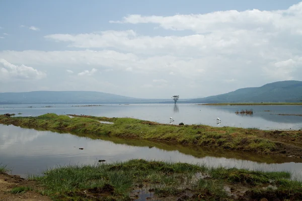 Wildleben am Nakuru-See — Stockfoto