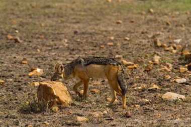 siyah yedeklenmiş çakal
