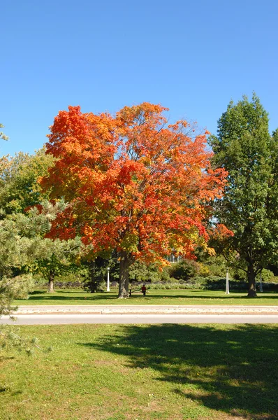 Arbre d'automne coloré . — Photo