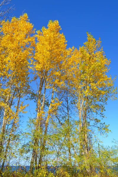 Belle foglie gialle sugli alberi . — Foto Stock