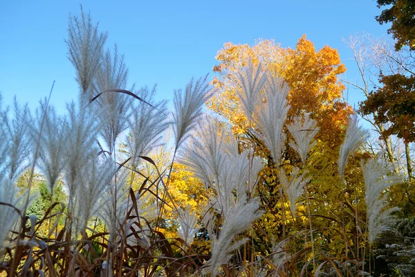 Tall grass and yellow leafs. — Stock Photo, Image