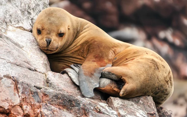 Slapende zeeleeuw cub — Stockfoto