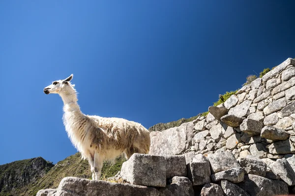 Lamy stojący Macchu Picchu ruiny — Zdjęcie stockowe