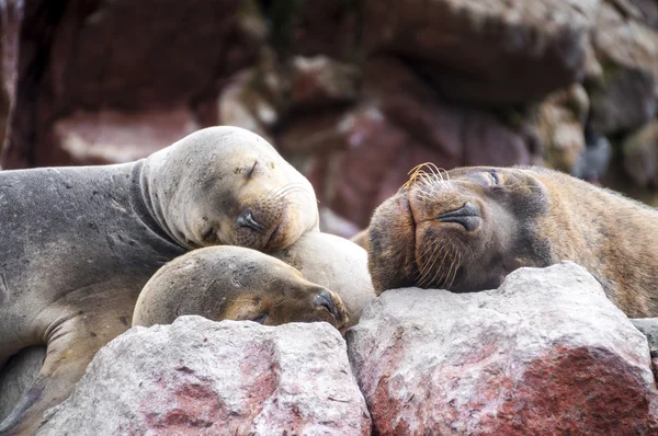 Kayanın üzerinde uyku Sealions yavru — Stok fotoğraf