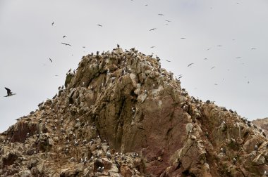 Yabani kuşlar ve martı ballestas Adası, Peru