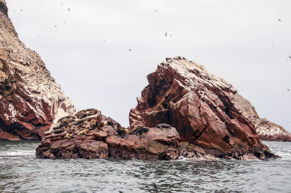 岩の形成イスラス Ballestas、パラカスに海のライオン — ストック写真