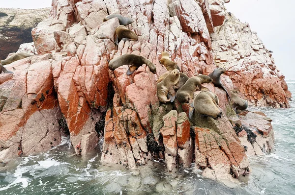 海狮在岩石形成鸟岛，帕拉卡斯 — 图库照片