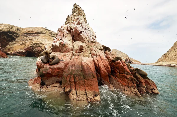 Leão marinho em formação rochosa Islas Ballestas, paracas — Fotografia de Stock