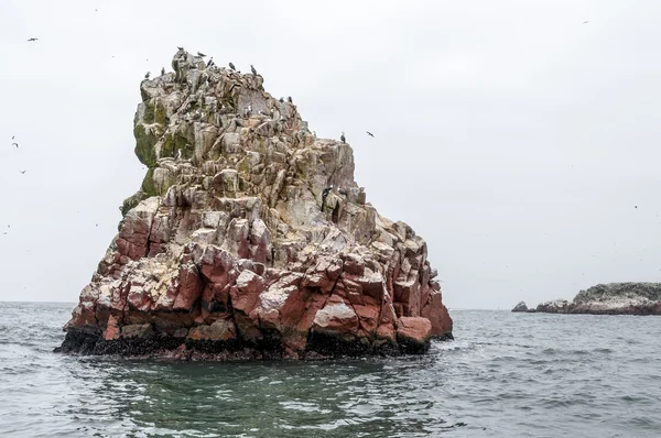 Aves selvagens e gaivota na ilha de ballestas, Peru — Fotografia de Stock