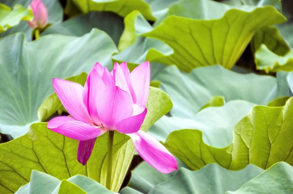 Floare de lotus roz într-un iaz — Fotografie, imagine de stoc