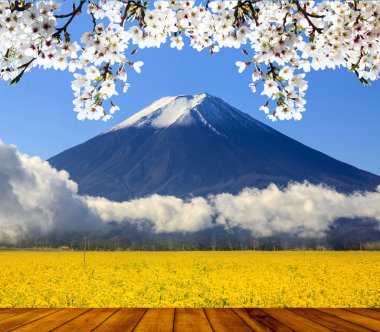 güzel arka plan ile renkli sakura altında Bahçe yer