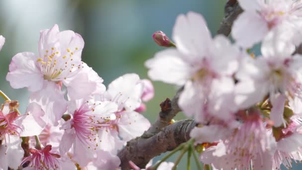 Sakura. Fiori di ciliegio a Taiwan. Bellissimi fiori rosa — Video Stock