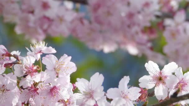 Sakura. Cherry Blossom em Taiwan. Lindas flores cor de rosa — Vídeo de Stock