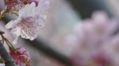Sakura. Tayvan kiraz çiçeği. Güzel pembe çiçekler