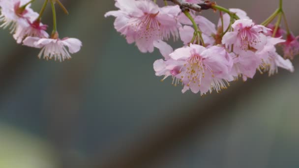 Sakura. Fiori di ciliegio a Taiwan. Bellissimi fiori rosa — Video Stock