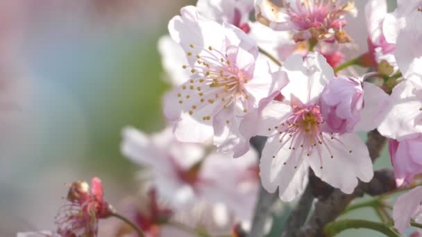 Sakura. Tayvan kiraz çiçeği. Güzel pembe çiçekler — Stok video