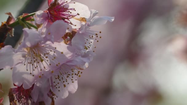 Sakura. Ανθισμένες κερασιές στην Ταϊβάν. Όμορφα ροζ λουλούδια — Αρχείο Βίντεο