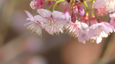 Sakura. Tayvan kiraz çiçeği. Güzel pembe çiçekler