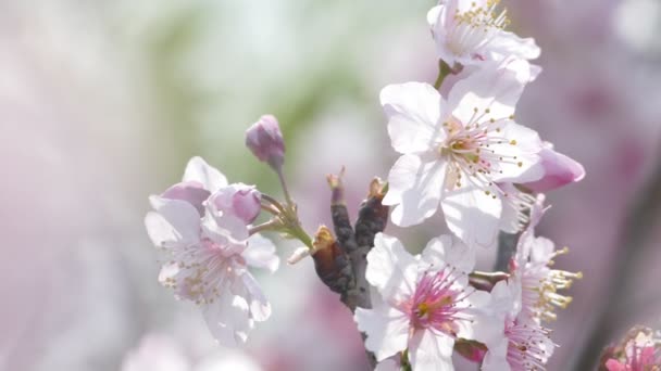 Sakura. Kirschblüte im Taiwan. schöne rosa Blüten — Stockvideo