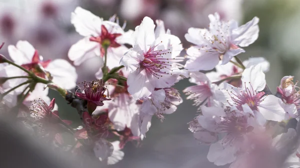 Sakura. Cherry Blossom Tajvanon. Szép rózsaszín virágokkal — Stock Fotó