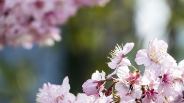 Sakura. Tayvan kiraz çiçeği. Güzel pembe çiçekler
